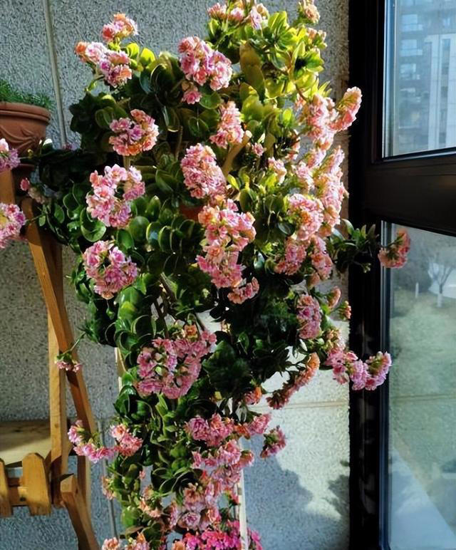 容易养成老桩的4种花，皮实好养有格调，适合新手和小白