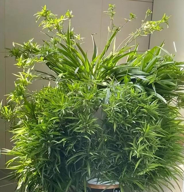 容易养成老桩的4种花，皮实好养有格调，适合新手和小白