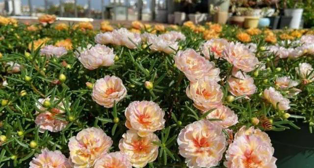 容易养成老桩的4种花，皮实好养有格调，适合新手和小白