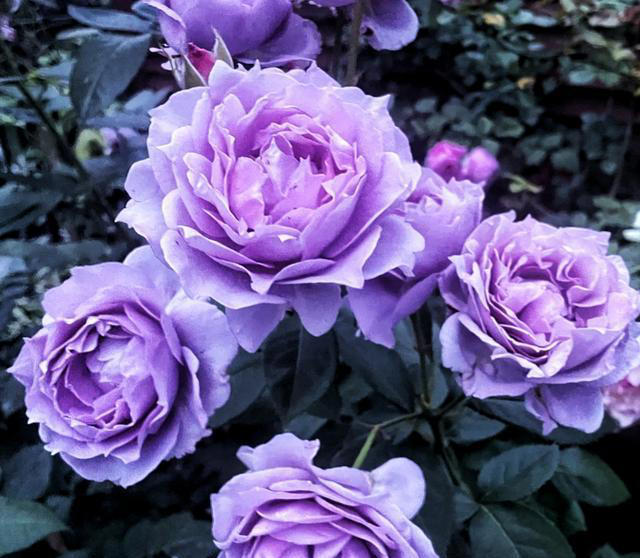 养花10年，我建议你养这10种花，体验一下“紫气东来”的感觉