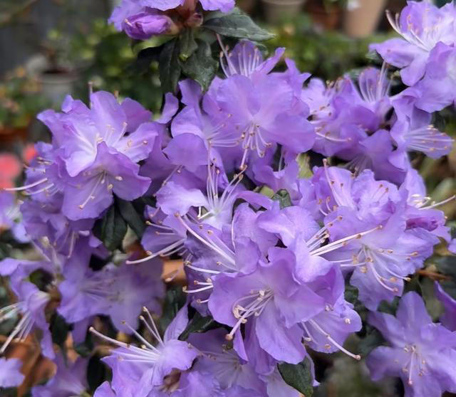 养花10年，我建议你养这10种花，体验一下“紫气东来”的感觉