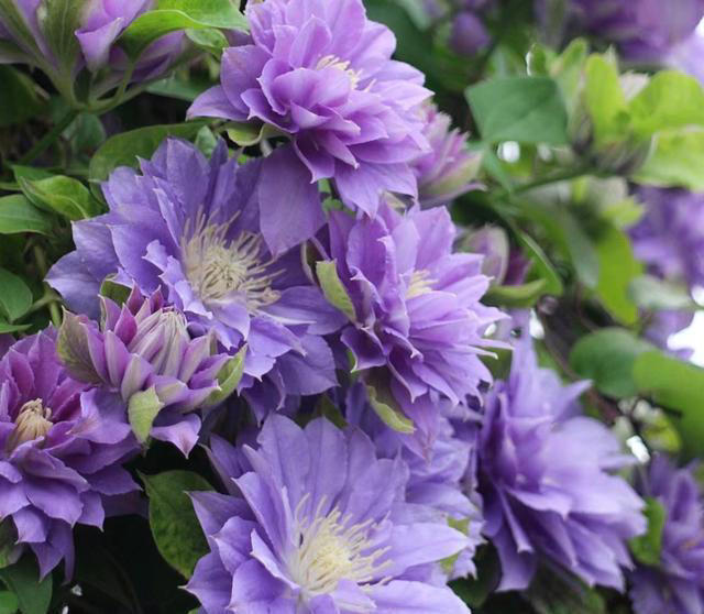 养花10年，我建议你养这10种花，体验一下“紫气东来”的感觉