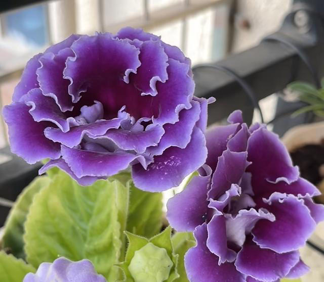 养花10年，我建议你养这10种花，体验一下“紫气东来”的感觉