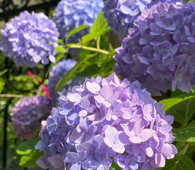 养花10年，我建议你养这10种花，体验一下“紫气东来”的感觉