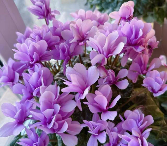 养花10年，我建议你养这10种花，体验一下“紫气东来”的感觉