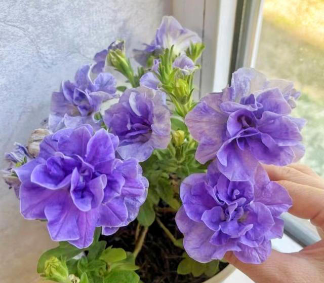 养花10年，我建议你养这10种花，体验一下“紫气东来”的感觉