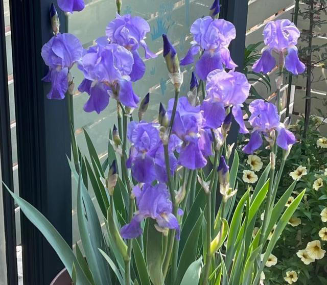 养花10年，我建议你养这10种花，体验一下“紫气东来”的感觉