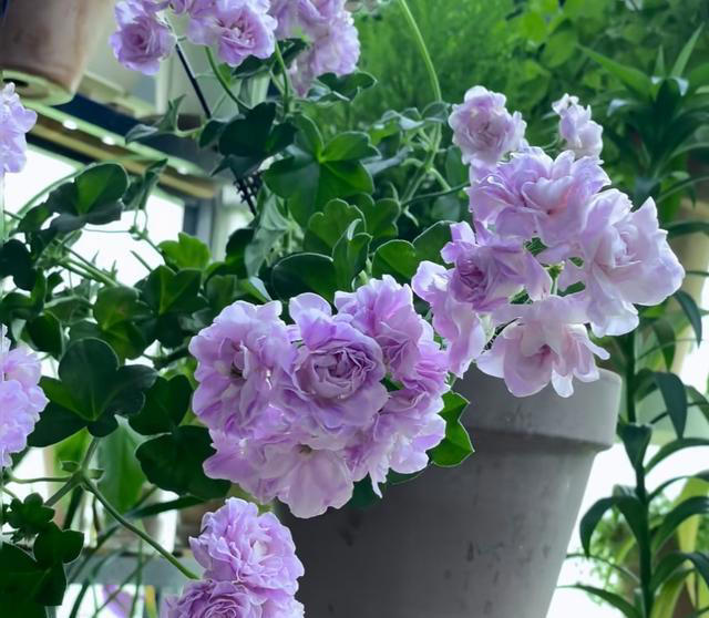 养花10年，我建议你养这10种花，体验一下“紫气东来”的感觉