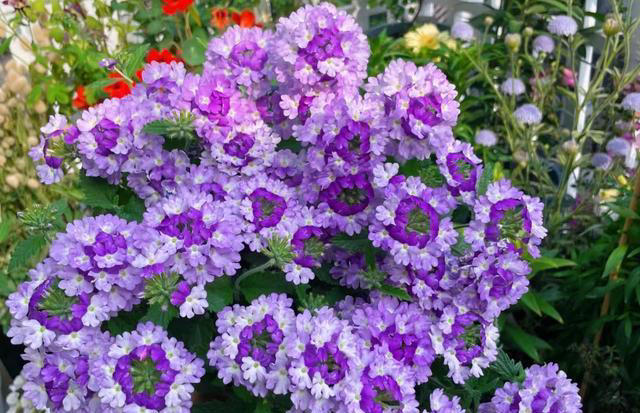 养花10年，我建议你养这10种花，体验一下“紫气东来”的感觉