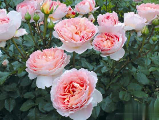 庭院月季长新叶后这样打理，一茬接一茬开花！ 