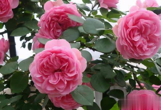 庭院月季长新叶后这样打理，一茬接一茬开花！