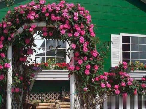 庭院月季长新叶后这样打理，一茬接一茬开花！