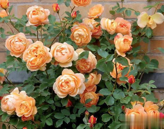 庭院月季长新叶后这样打理，一茬接一茬开花！