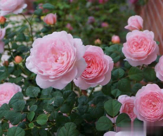 庭院月季长新叶后这样打理，一茬接一茬开花！