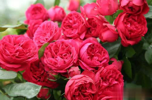 庭院月季长新叶后这样打理，一茬接一茬开花！