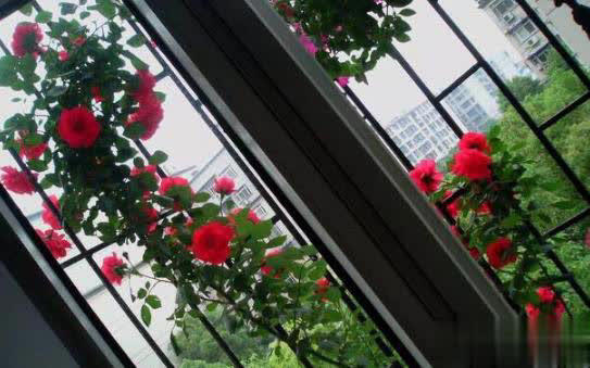 庭院月季长新叶后这样打理，一茬接一茬开花！