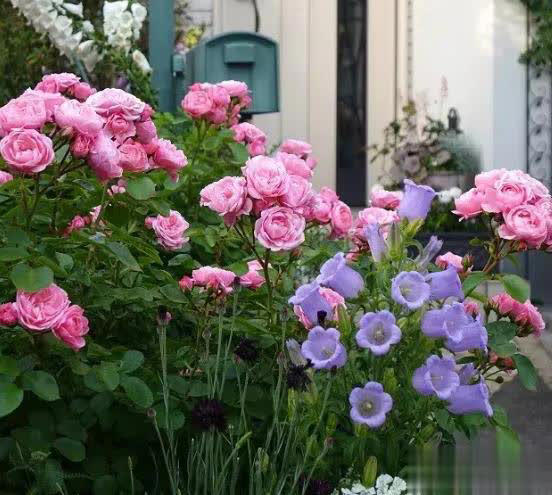 庭院月季长新叶后这样打理，一茬接一茬开花！