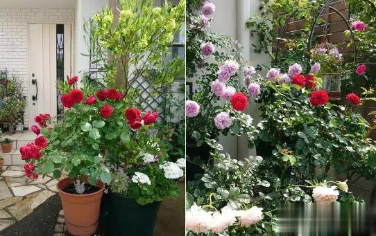 庭院月季长新叶后这样打理，一茬接一茬开花！