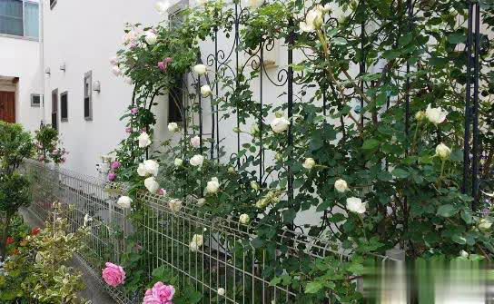 庭院月季长新叶后这样打理，一茬接一茬开花！