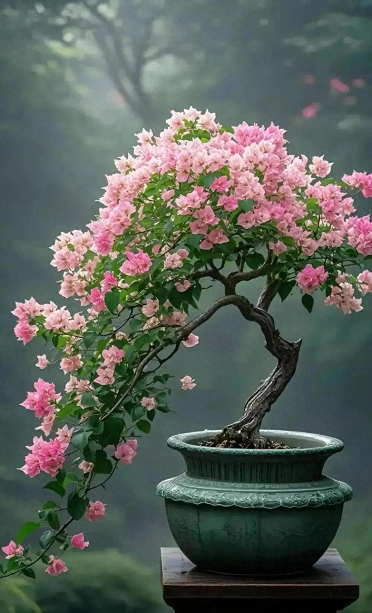 三角梅盆景不开花？教你让它复花爆花！ 