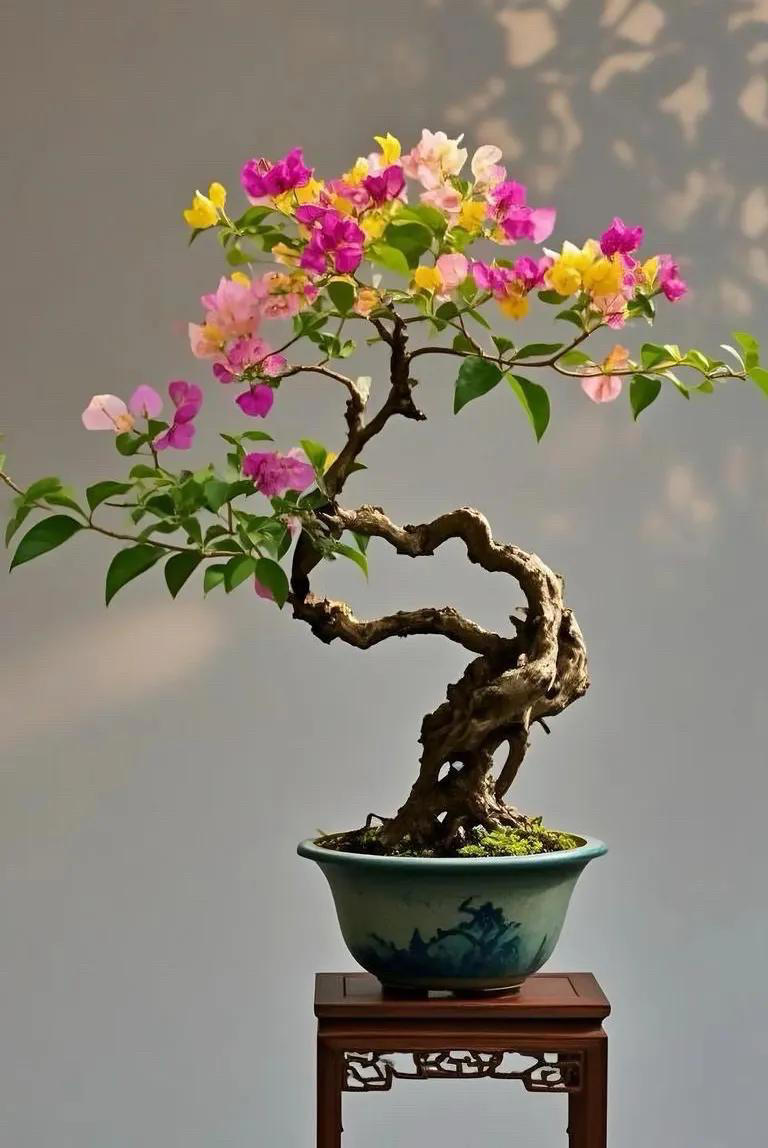 三角梅盆景不开花？教你让它复花爆花！