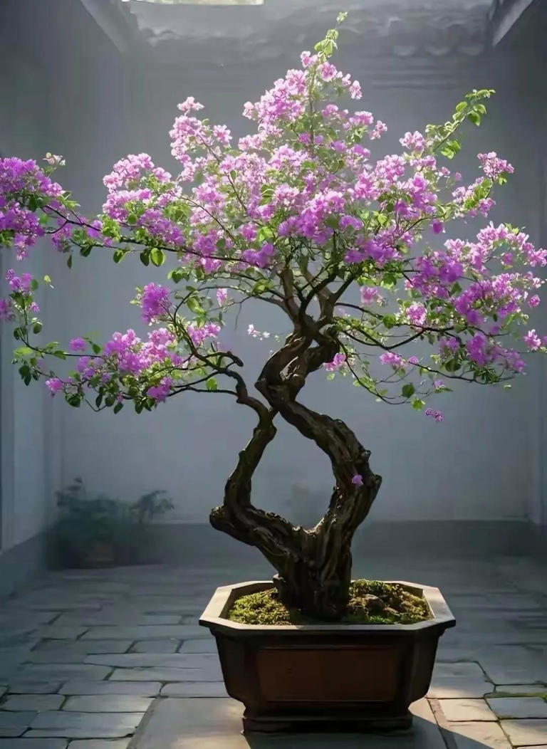 三角梅盆景不开花？教你让它复花爆花！