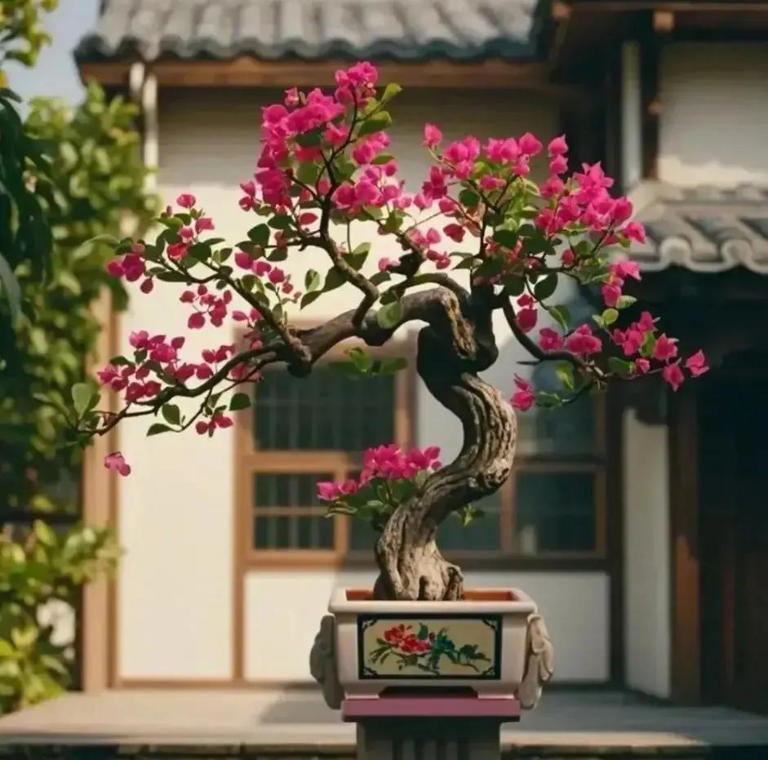 三角梅盆景不开花？教你让它复花爆花！