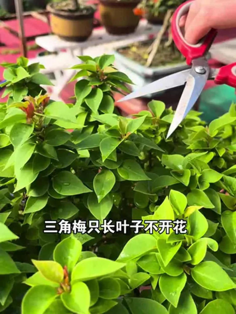 三角梅盆景不开花？教你让它复花爆花！