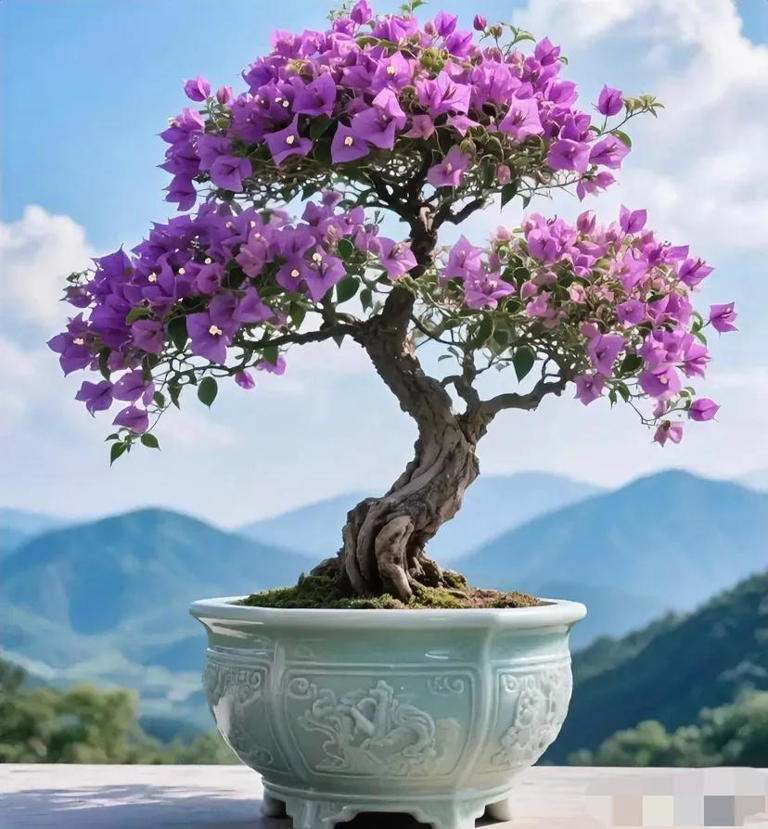 三角梅盆景不开花？教你让它复花爆花！