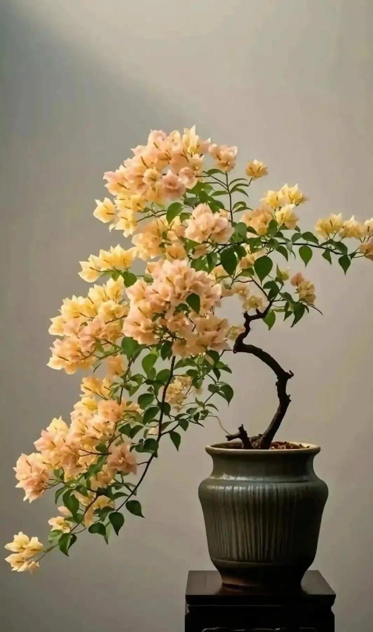 三角梅盆景不开花？教你让它复花爆花！