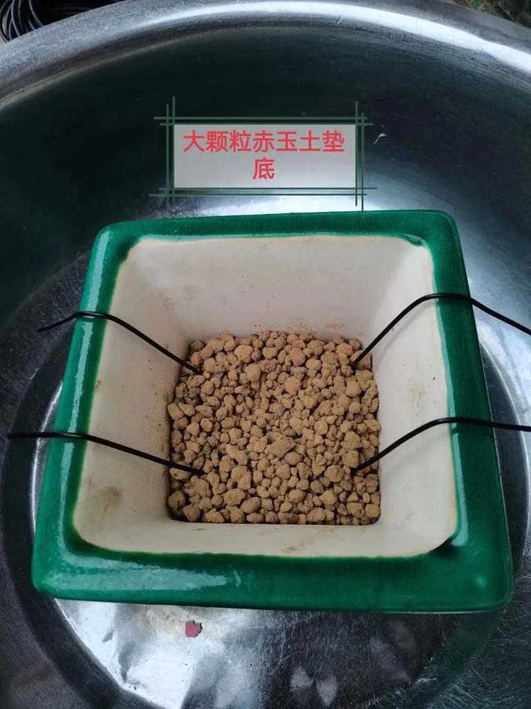 秋季盆景换土换盆需要注意什么？