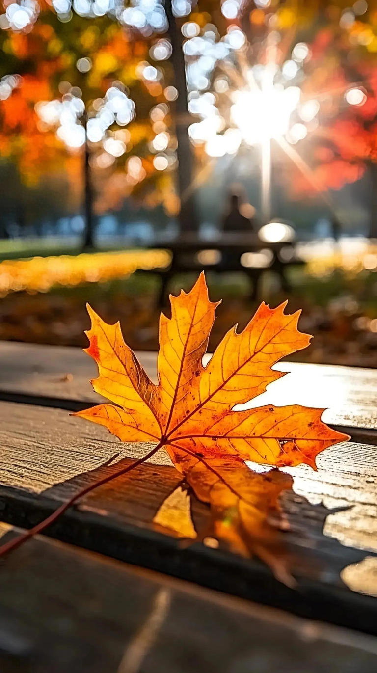 秋季盆景换土换盆需要注意什么？