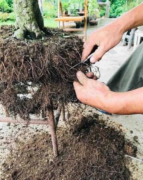 秋季盆景换土换盆需要注意什么？