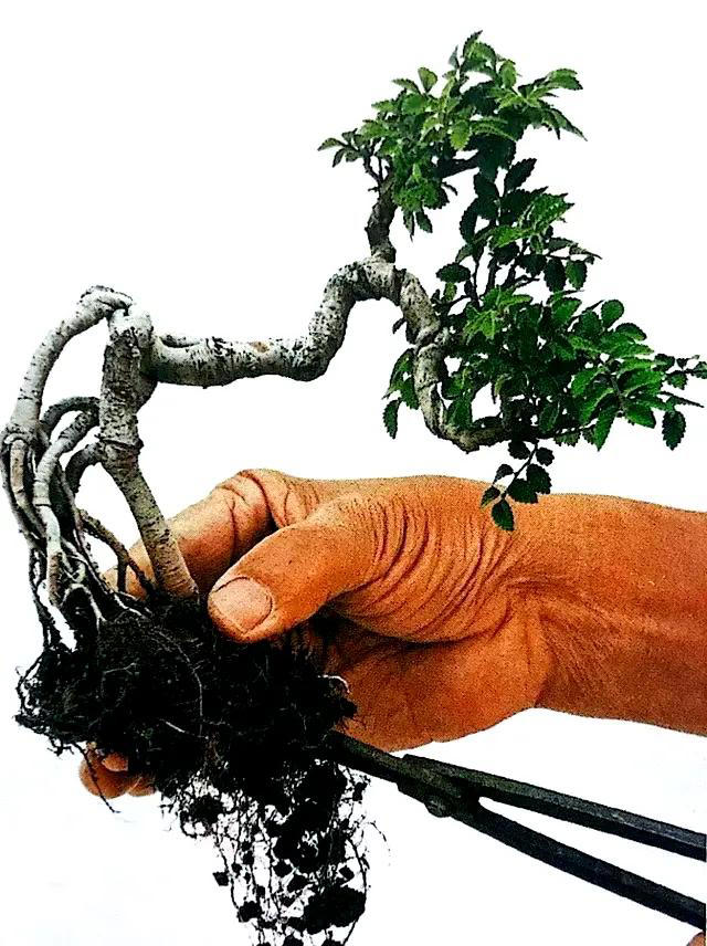 秋季盆景换土换盆需要注意什么？