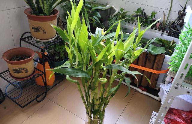 这“4种”植物最适合水培，不仅干净又好养，而且更“吸甲醛”！