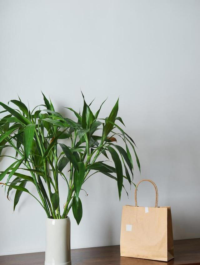 这“4种”植物最适合水培，不仅干净又好养，而且更“吸甲醛”！