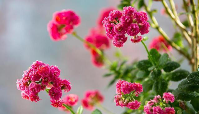 这“4种”植物最适合水培，不仅干净又好养，而且更“吸甲醛”！