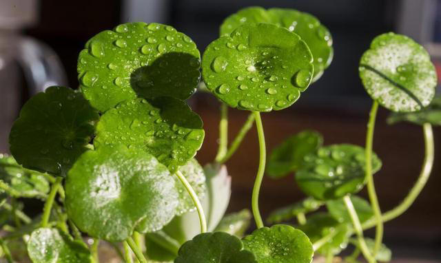 这“4种”植物最适合水培，不仅干净又好养，而且更“吸甲醛”！