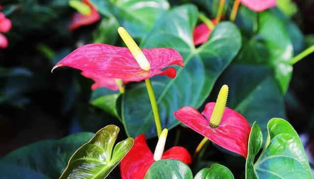 这“4种”植物最适合水培，不仅干净又好养，而且更“吸甲醛”！