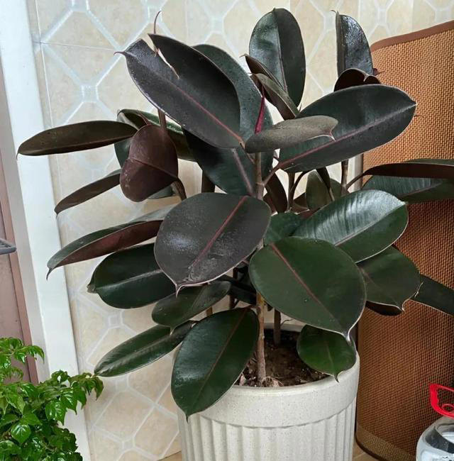 “家里种小树，十家有九富”，5种树寓意好，家里养一盆很吉利