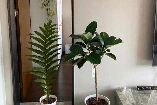 “家里种小树，十家有九富”，5种树寓意好，家里养一盆很吉利