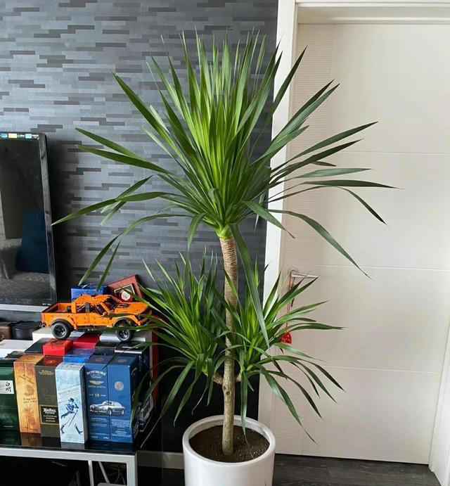 “家里种小树，十家有九富”，5种树寓意好，家里养一盆很吉利