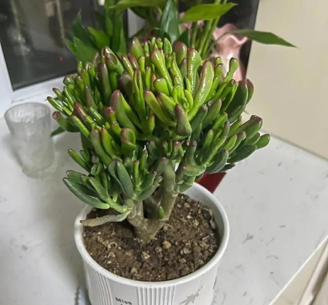 “家里种小树，十家有九富”，5种树寓意好，家里养一盆很吉利