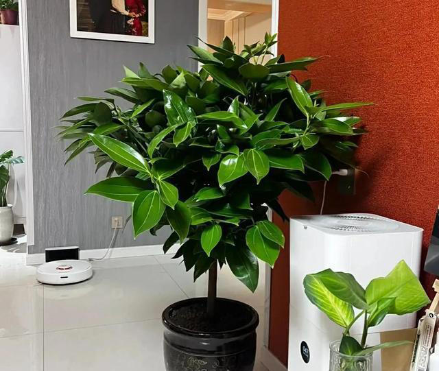 “家里种小树，十家有九富”，5种树寓意好，家里养一盆很吉利