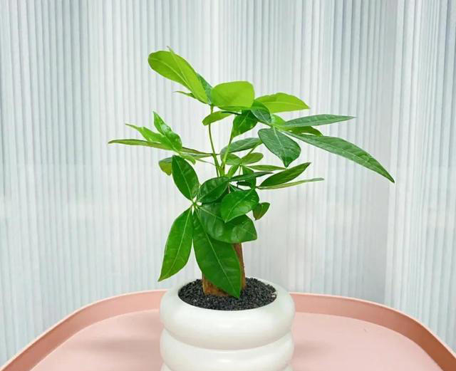 “家里种小树，十家有九富”，5种树寓意好，家里养一盆很吉利