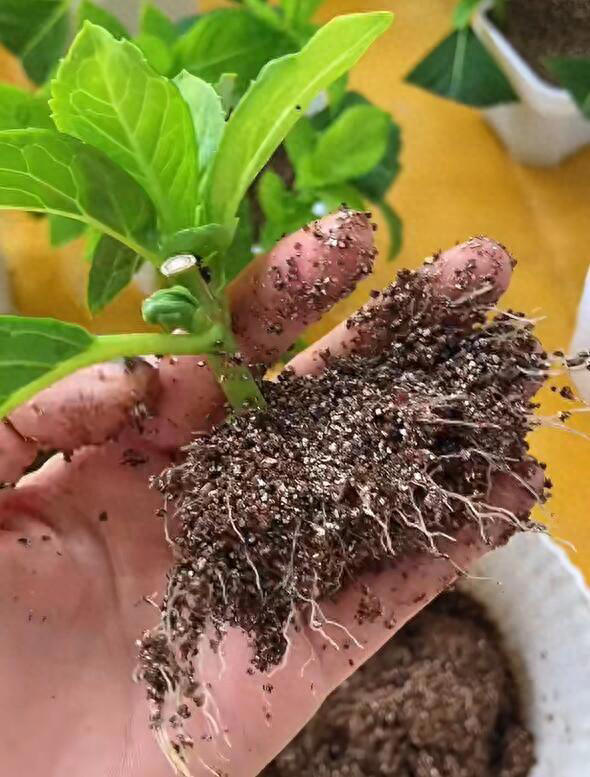 11月这12种花扦插易活，多到没地放！ 