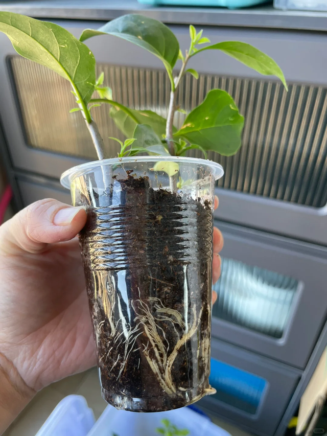 11月这12种花扦插易活，多到没地放！