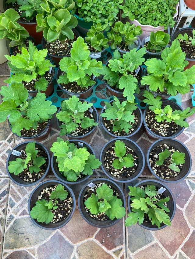 11月这12种花扦插易活，多到没地放！