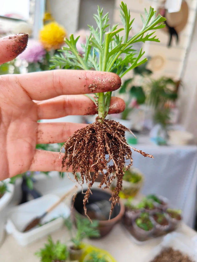 11月这12种花扦插易活，多到没地放！