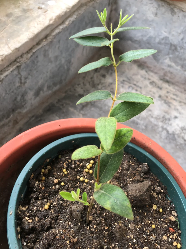 11月这12种花扦插易活，多到没地放！